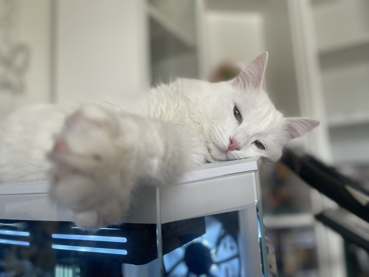 a little hello from Skadi who is sleeping on my pc ✨