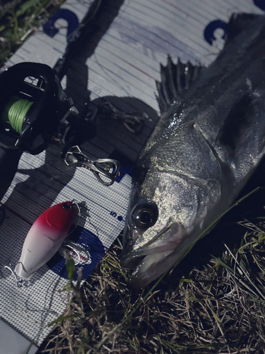 キリン@座って釣りする人 (@m16kim) / Posts / X