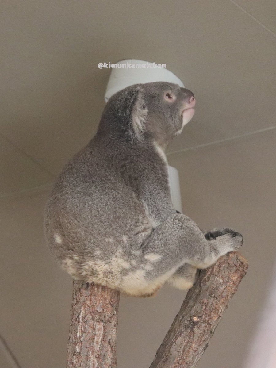 ぽやぽやもなちゃん🐨🫧 2025.10 #もなか #東山動植物園 #コアラ