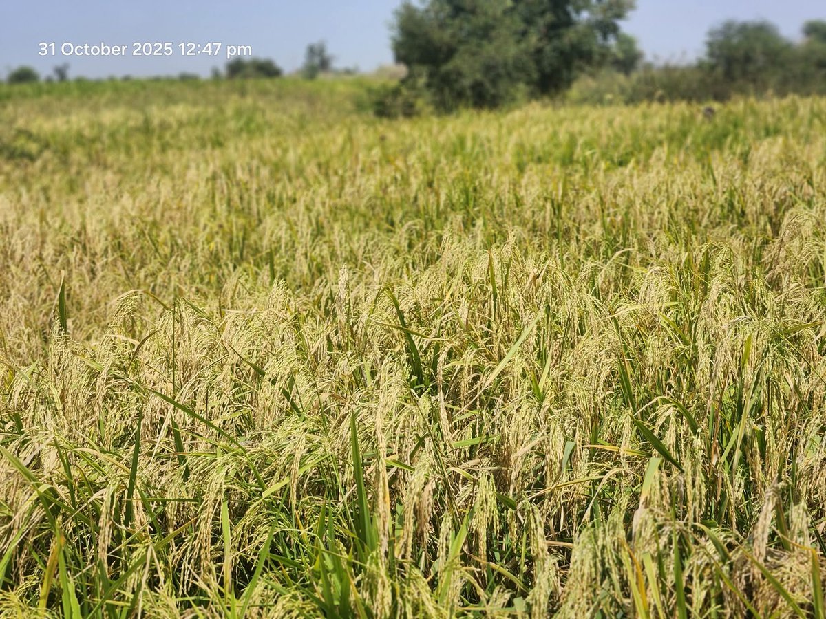 AliyuKwarbai's tweet image. SAD NEWS

22-11-2025
Everyone who follows me knows the kind of effort I put into farming. We did everything properly, and the farm was doing extremely well. Even though the government&apos;s policies keep frustrating farmers, that did not stop us from persisting with our work.

But…