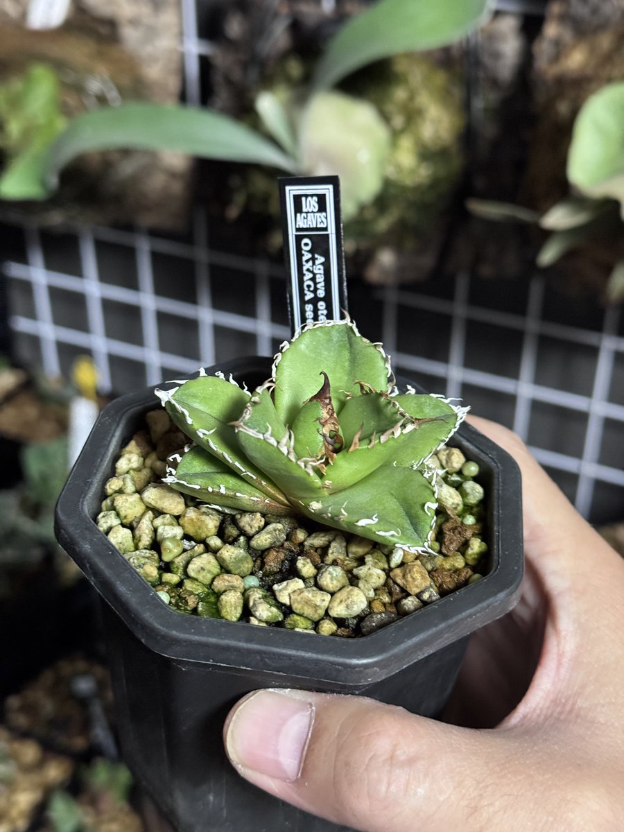 オアハカ 子株付き シーズンOFF　セール品 以前販売したオアハカの種から出てきてる子がこちら やっぱり期待し