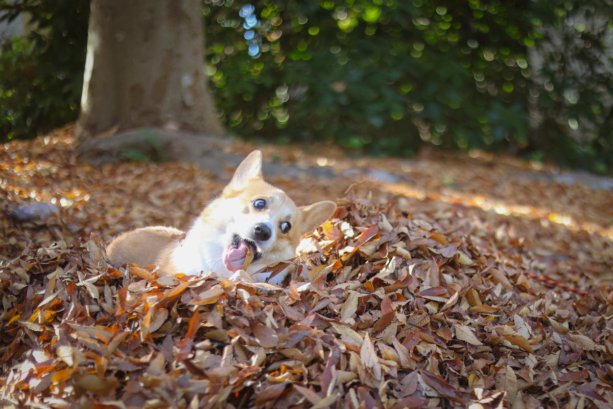 okoge_cogi's tweet image. ﾊﾞｱｯ