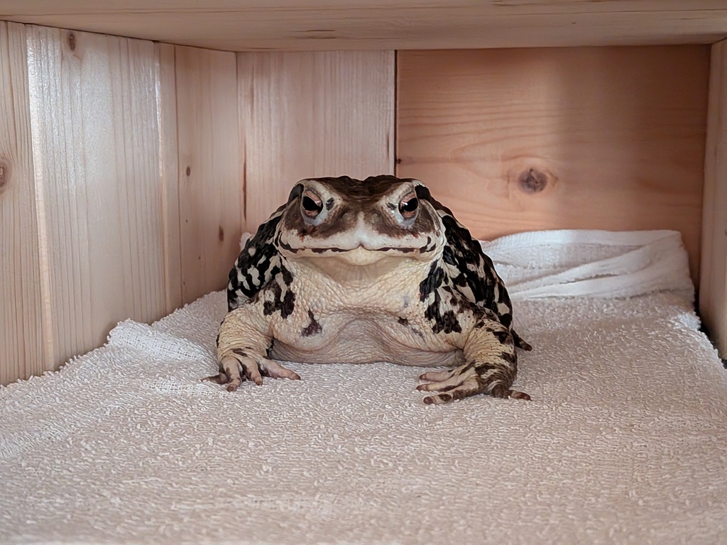 貫禄のかわづさん　正面からこんにちは。
どっしりだけどふんわり🥰
そしてしっとり😅
#ヒキガエル #しっとり