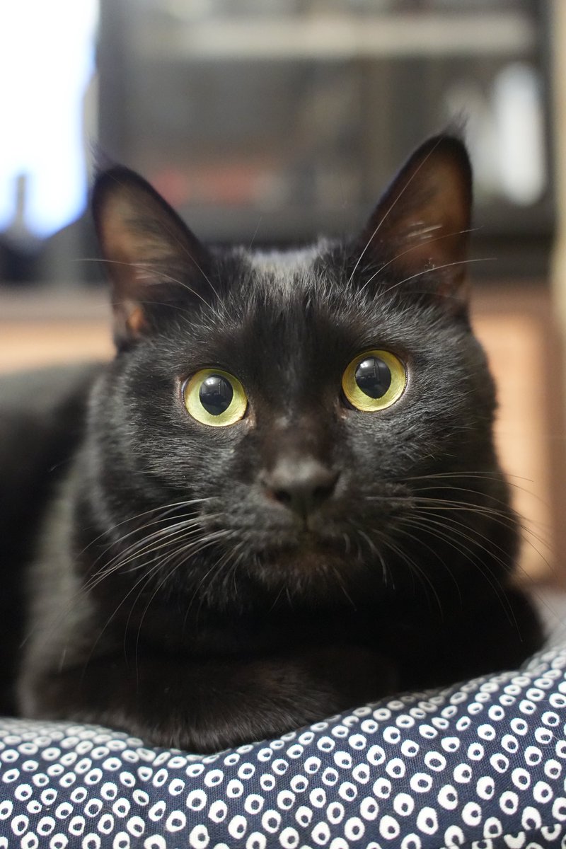 黒猫つくねちゃん太しっぽ (@oreo_blackcat) / Posts / X