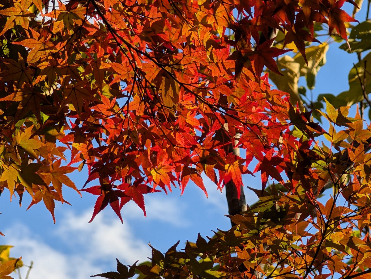 HinataSaien's tweet image. 今日は秋晴れで #紅葉 がきれいでした。
山の方に行くと夜が寒いので赤が冴えますね。