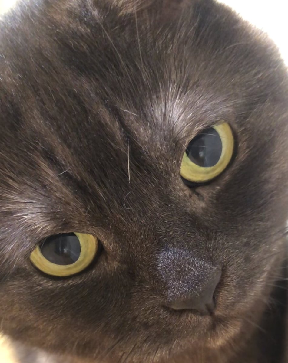 黒猫みんと 黒猫みんと うに3才 on X: