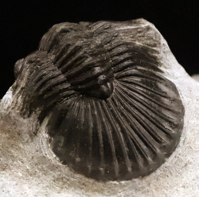 化石　A-7 化石・鉱物・隕石販売の化石セブン (@kaseki7) / Posts / X