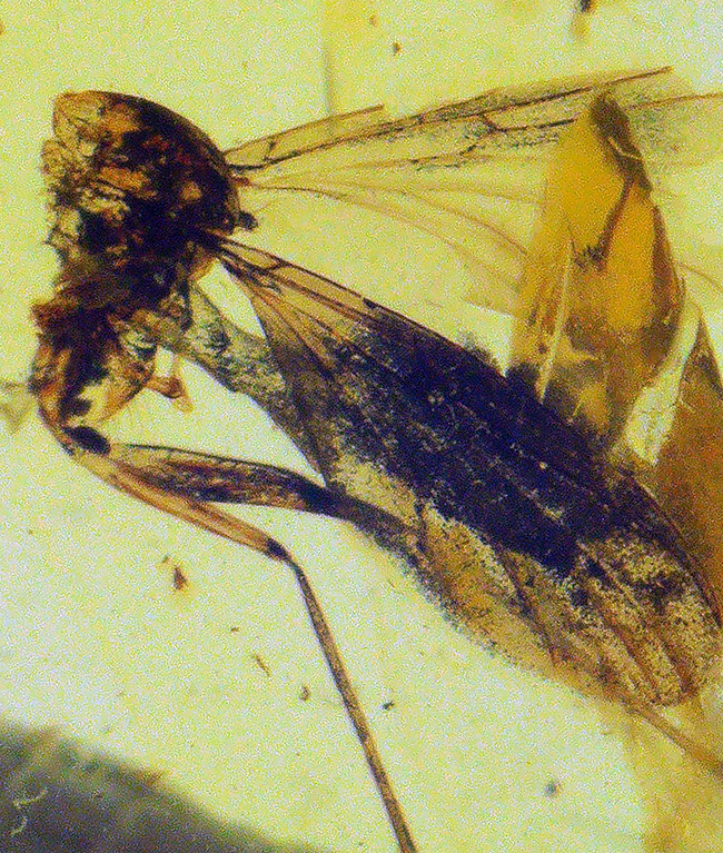 化石　A-7 化石・鉱物・隕石販売の化石セブン (@kaseki7) / Posts / X