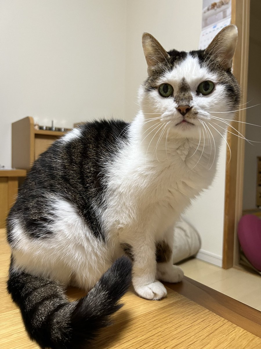 ❤アマンダさま❤ アニャンダ(アマンダ)お嬢様と呼ばれて2023