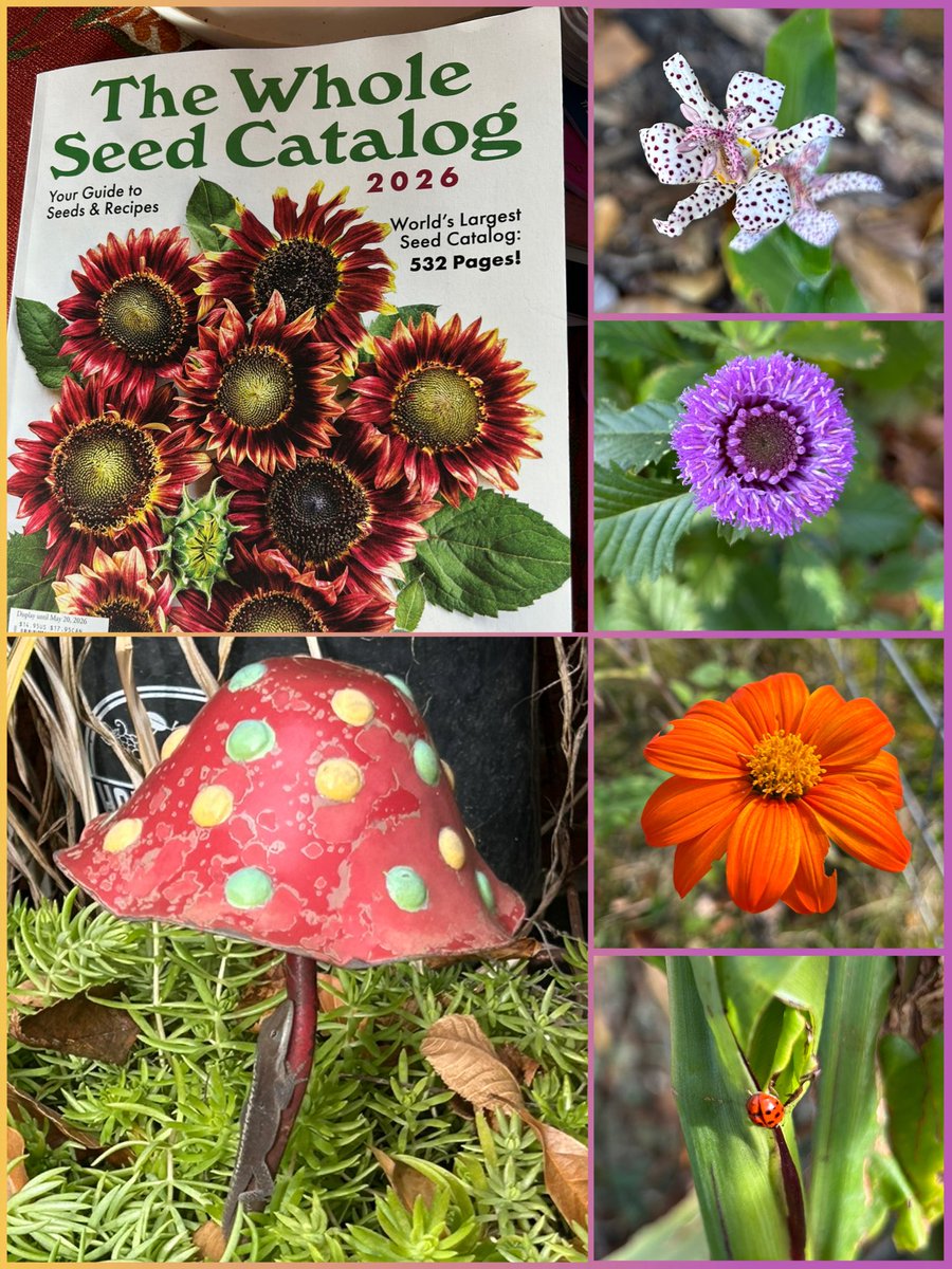 #SixOnSaturday this week is my favorite seed catalogue, still a few flowers blooming, a sweet ladybug and a lazy lizard 😂

#Flowers #Gardening #Plants #Autumn #GulfOfMexico #FlowerReport #Ladybugs #November