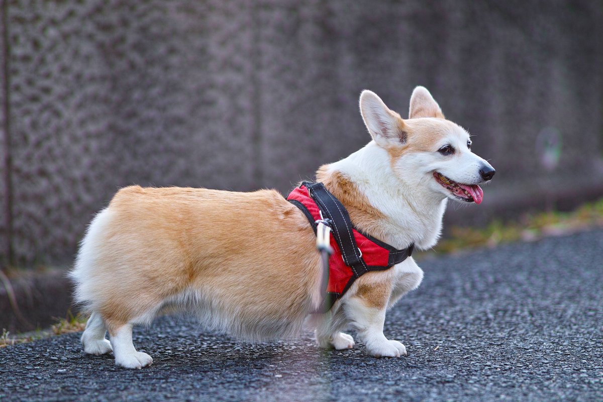 JohnnyTheCorgi🇯🇵 (@CorgiJohnny) / Posts / X