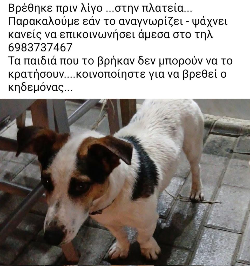🆘️🆘️🆘️
Γρεβενά 
Βρέθηκε το σκυλάκι της φώτο
Τα παιδιά που το βρήκαν δν μπορούν να το κρατήσουν 
Το αναζητεί κανείς;
Rt 🙏 🙏 🙏