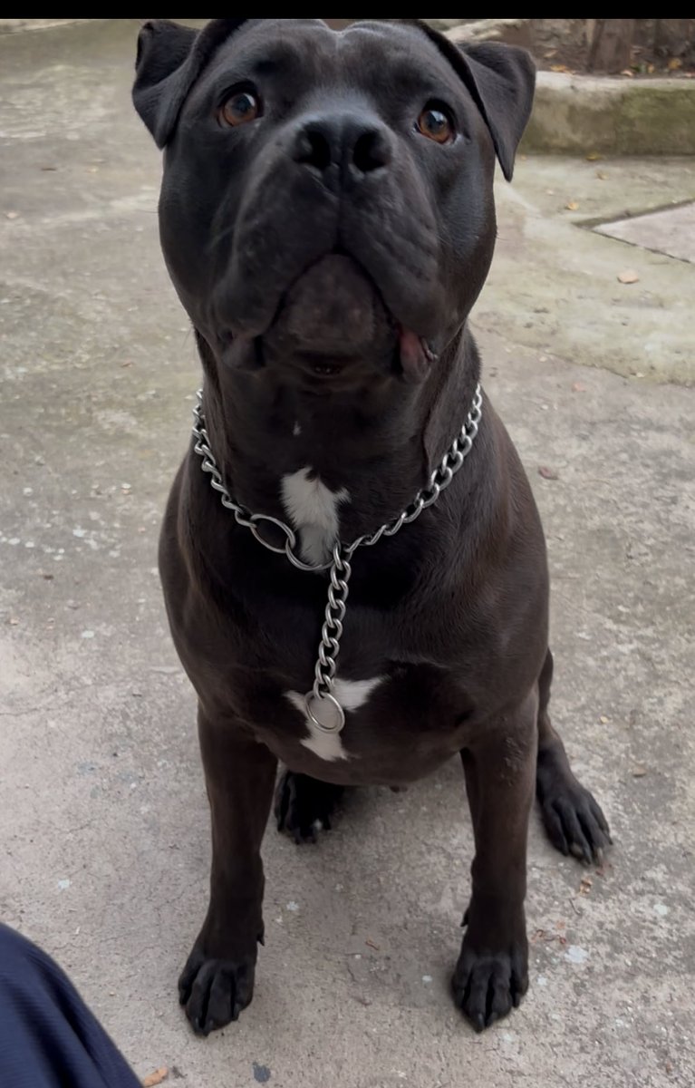 Eee anlat nenesi sonra nolmuş 😅
Pit canım 👑🖤🩵