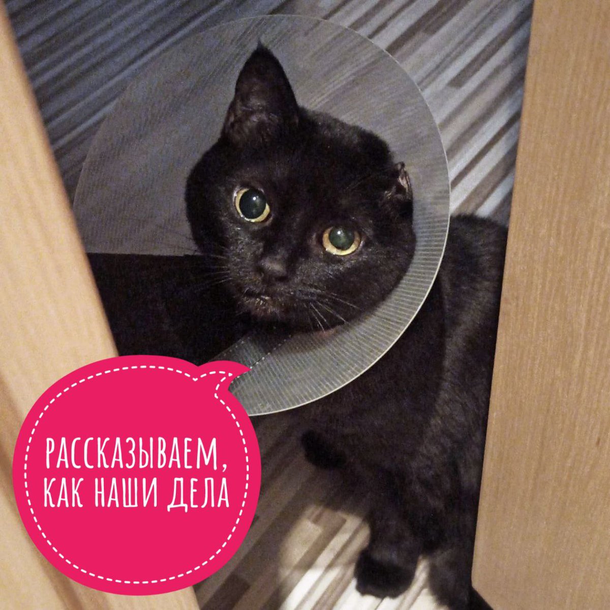 Друзья, мы редко пишем о том, как у нас дела. А мы сейчас переживаем, мягко говоря, непростые времена.

Многие животные никак не пристроятся, и всё это время мы оплачиваем им передержку, еду и расходники. Есть больные хвосты, которым необходимо лечение, и мы никак не закроем