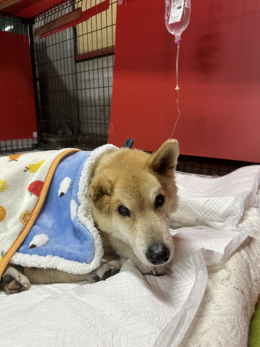 話題のルアーに食いついてお金ばかり失っているあなたへ。本当に大事なのはルアーではないのだよ... #バス釣り #ブラックバス #バスフィッシング  #ビッグベイト #ルアー #ルアーフィッシング #野池 #おかっぱり, image size:900x1200