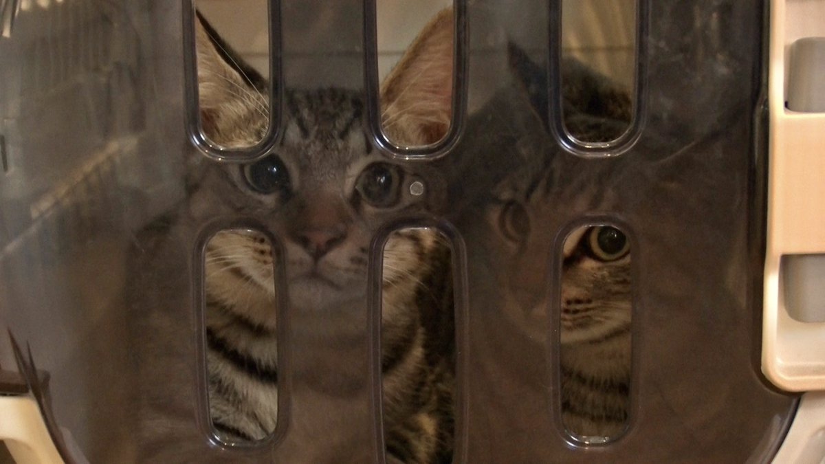 TVerにて見逃し配信スタート📡

#嗚呼みんなの動物園 🐱🐾

ちゃむ姉ことみりちゃむと暮らす
元野良猫のうみ一家

ついに初めての譲渡会参加！

bit.ly/tver_x_organic…

ぜひご覧ください👏

#相葉雅紀