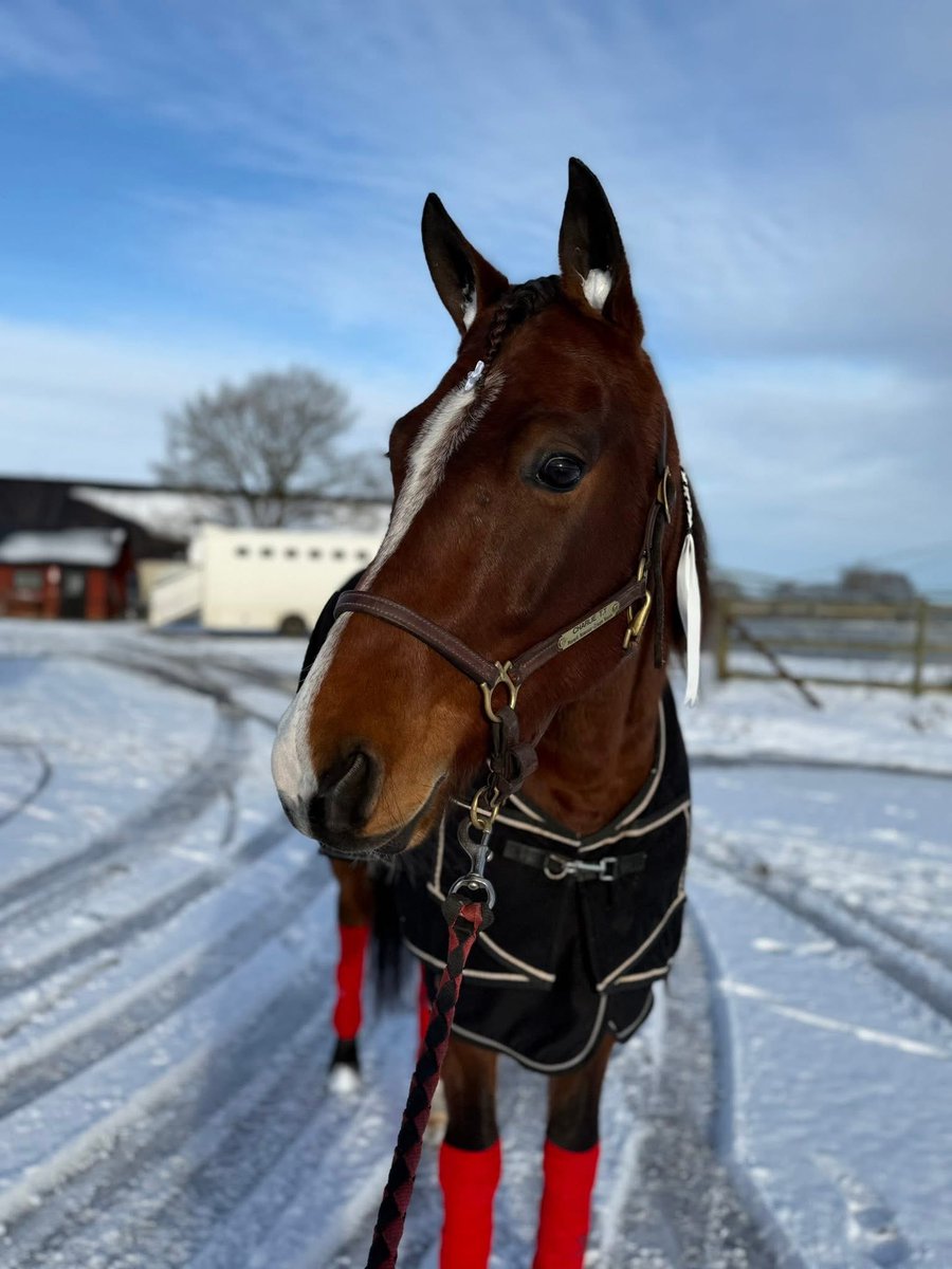 Charlie.

Lastad och på väg mot Jägersro. Håll en tumme 🌟