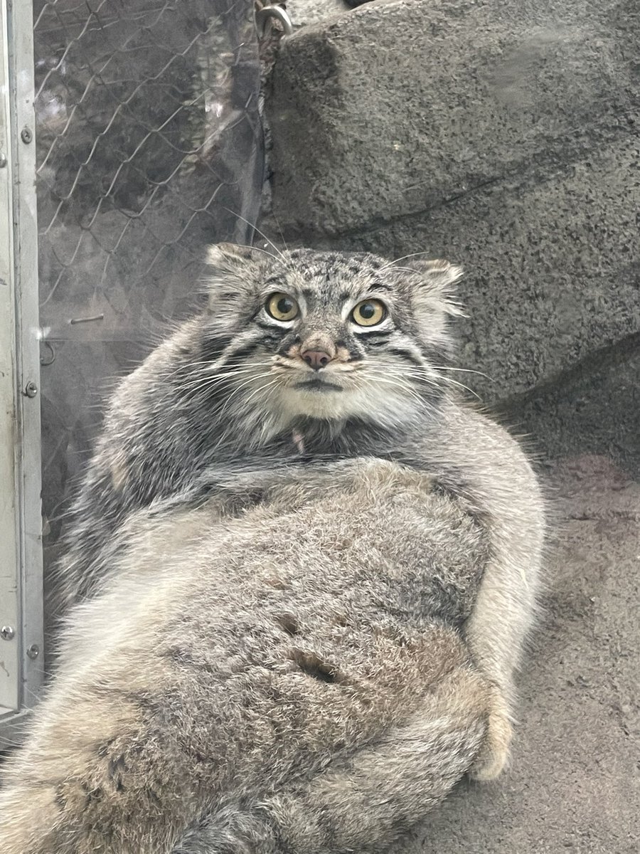ちーさん tweet media