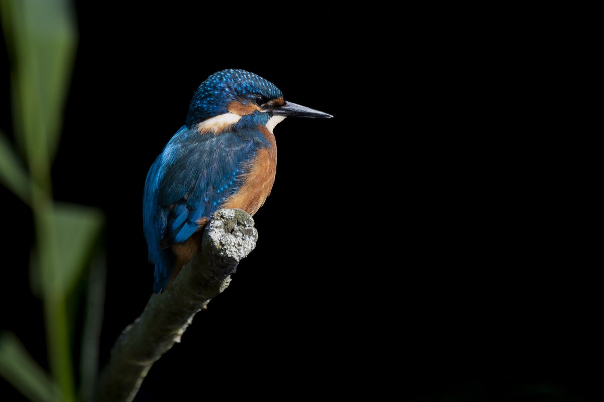 Good morning everyone.
I've added lots more walks and day trips to the website.
Take a look and book your place.
derbyshirebirdtours.com/trails