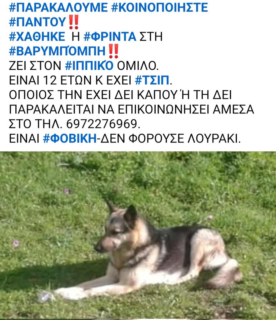KatKatPt's tweet image. 🆘️🆘️🆘️
Χάθηκε η Φρίντα στη Βαρυμπόμπη
Ζει στον ιππικό όμιλο 
12 ετών με τσιπ,φοβικη,χωρίς λουράκι
Αν κάποιος την εντοπίσει ή γνωρίζει κάτι να επικοινωνήσει άμεσα με το τηλ
Rt 🙏 🙏 🙏
