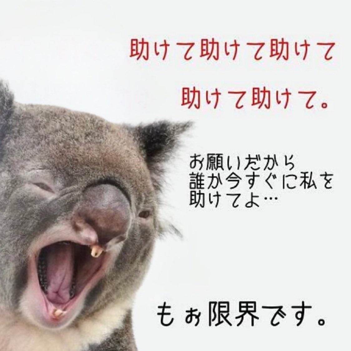 しそ (@oppai181) on X