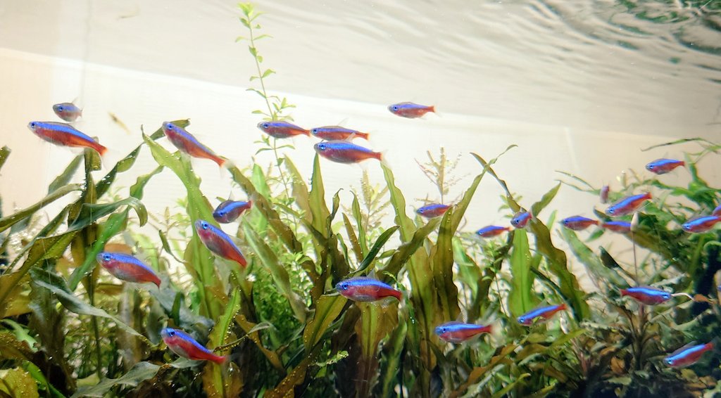 yasu1569's tweet image. 水槽の中は26℃で
あたたかい