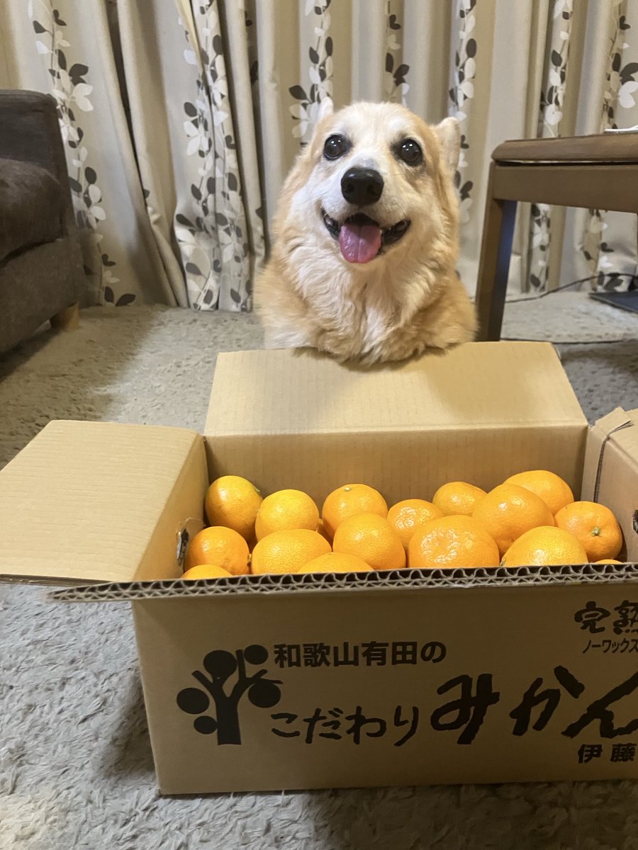 こたパパ 小太郎のこと | こたパパとコーギー小太郎の全国100年老舗節約グルメ旅