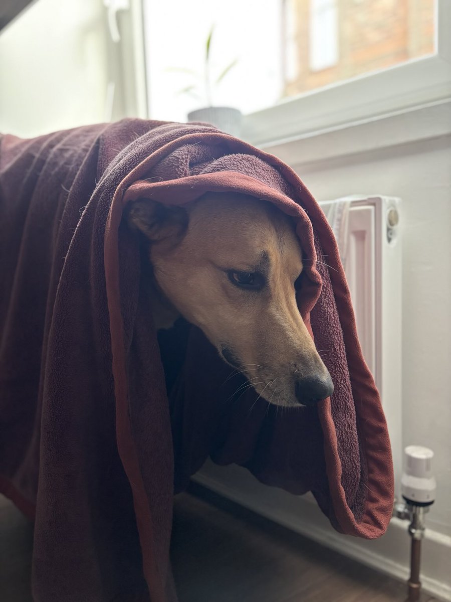 adventuredogco2's tweet image. Had a shower innit.