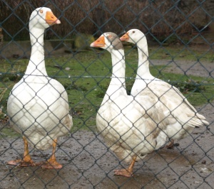 Aviäre Influenza: Fast alle Landkreise in Rheinland-Pfalz betroffen / 22.11.2025 dlvr.it/TPPmZ4