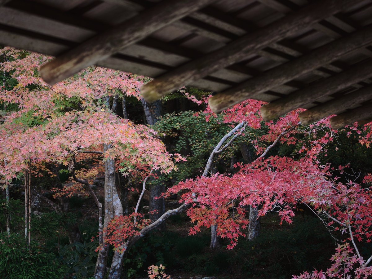 reject_dispute's tweet image. #Findx8Ultra #OPPO #OPPOカメラ部