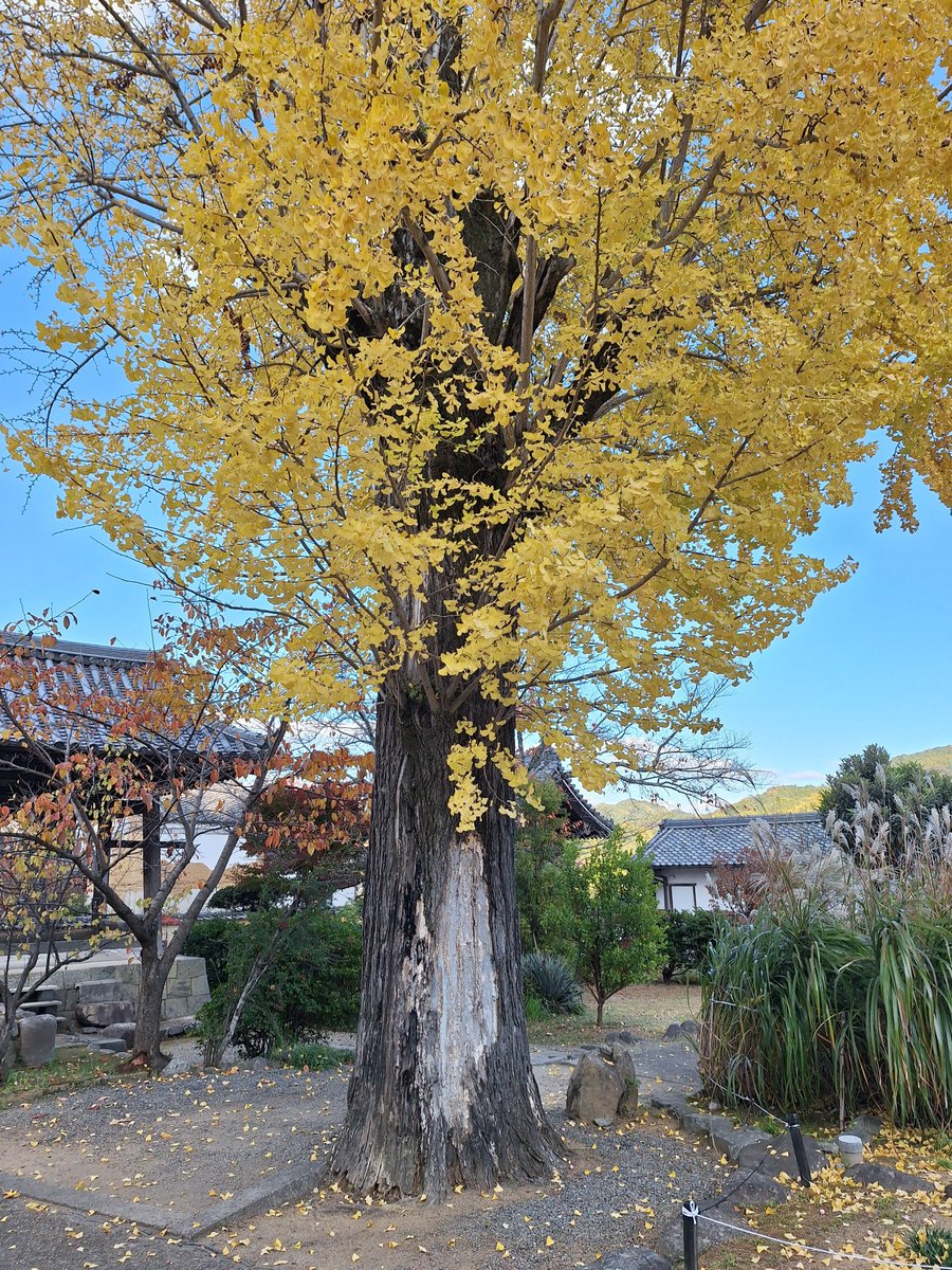 ゆみなり (@twym23) / Posts / X