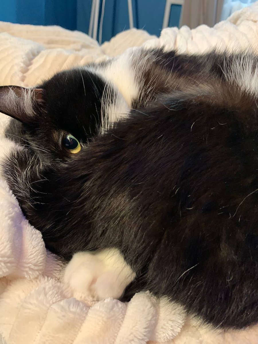 OrangeCryptoCat's tweet photo. Good meowning, crypto cats! ☀️
#gmeow #gcolb

​#BTC ≈ 99 312 $
#ETH ≈ 3 405 $

​@ColbFinance web app beta testing update! 🟡 If you have the #Colmeia_Minter role, check if you're whitelisted. $USC has been minted for you - grab some Sepolia ETH and start testing deposits! 🧪

​Have a purrfect day! 🐾