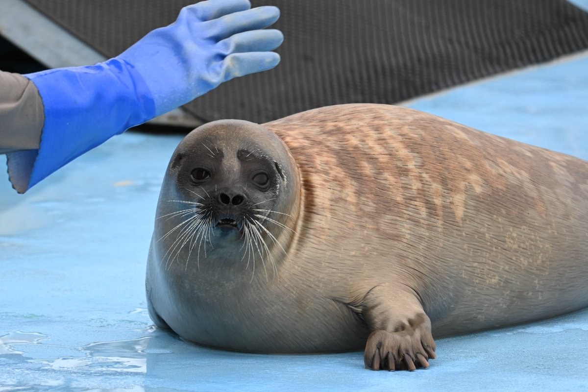 ﾁｬｰﾁｰ牛乳 tweet media