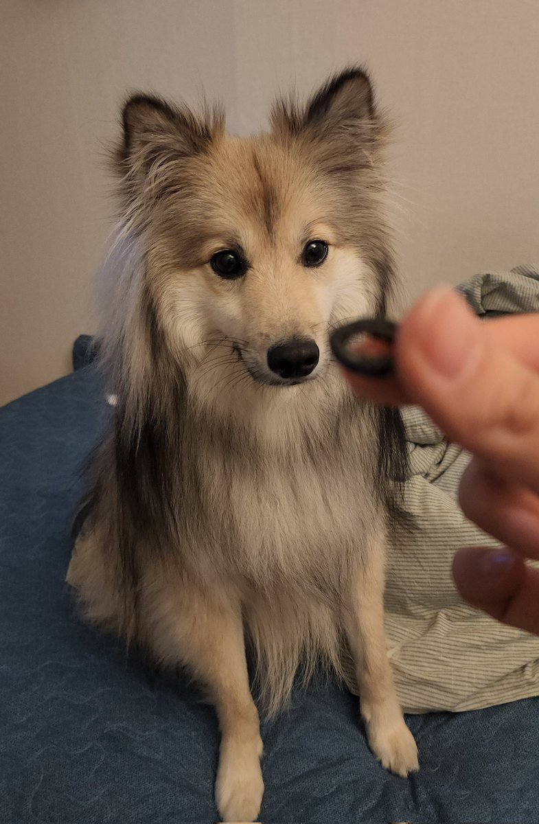 no1boss_kim's tweet image. 강아지 코 떨어졌다!!