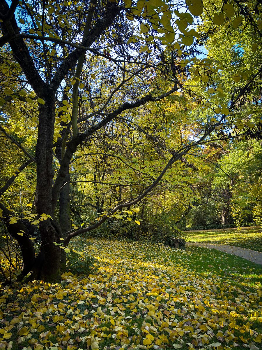 RobertDeglane's tweet image. Otoño en el parque del Capricho. Maravilla.