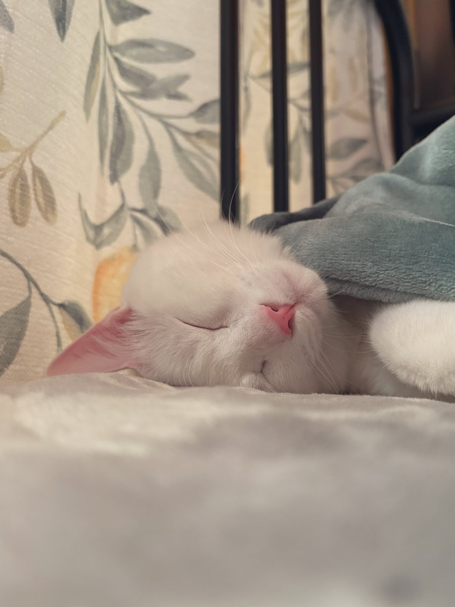 白井舞 / はくまゐ / Mai.S (@maishiroi) / Posts and Replies / X