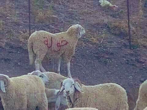 كَتَمتُ حُبَّكِ دَهرًا ثُمَ بُحتُ بِهِ ..
وَ سِرُّ كُلِّ مُحِبٍّ ، لَيسَ يَنكَتِمُ