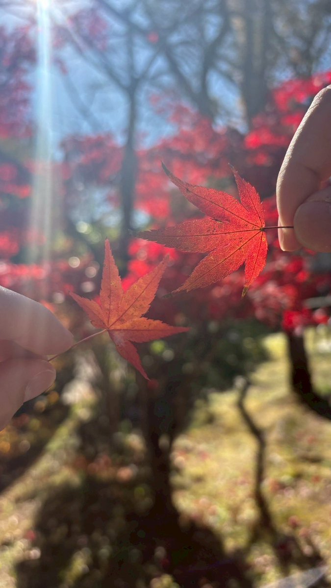 kanokyanon's tweet photo. 紅葉狩り！🍁feat.イチョウ

#紅葉 https://t.co/QhD0Tm6aQ6