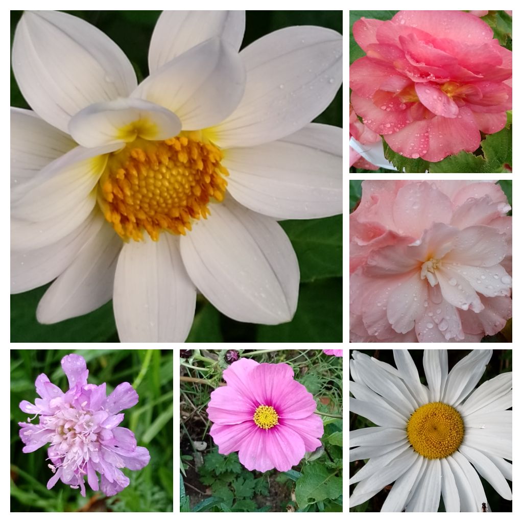 Selected from what was still flowering in my Garden in November 2023 for #SixonSaturday. Hope your day/night is going well wherever you are and please remember to be careful out there. Blessings 🌞