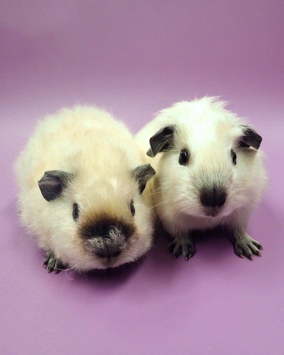 Pets&Humans_Support tweet media