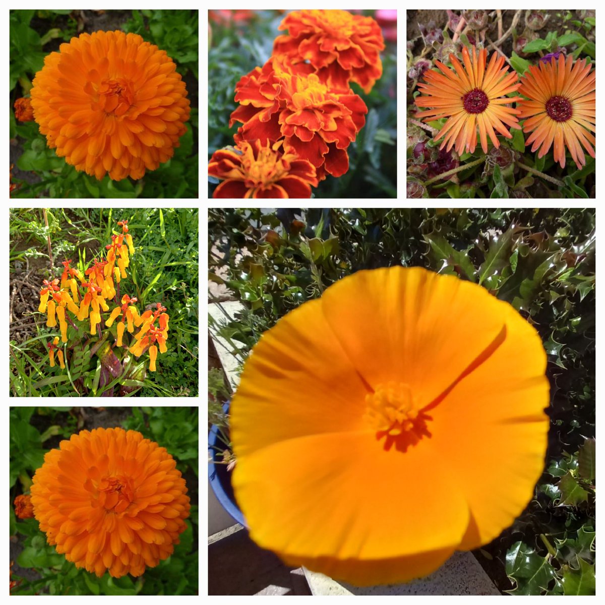 #SixOnSaturday warm orange for this week!🧡🧡