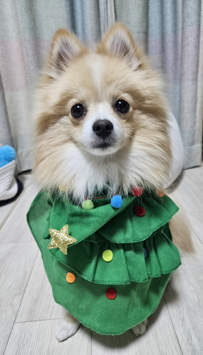 kinako_pomelife's tweet image. そんな無理やり着せられてる顔しないで？笑

#今日のきなこ
#犬好きさんと繋がりたい
#犬のいる暮らし