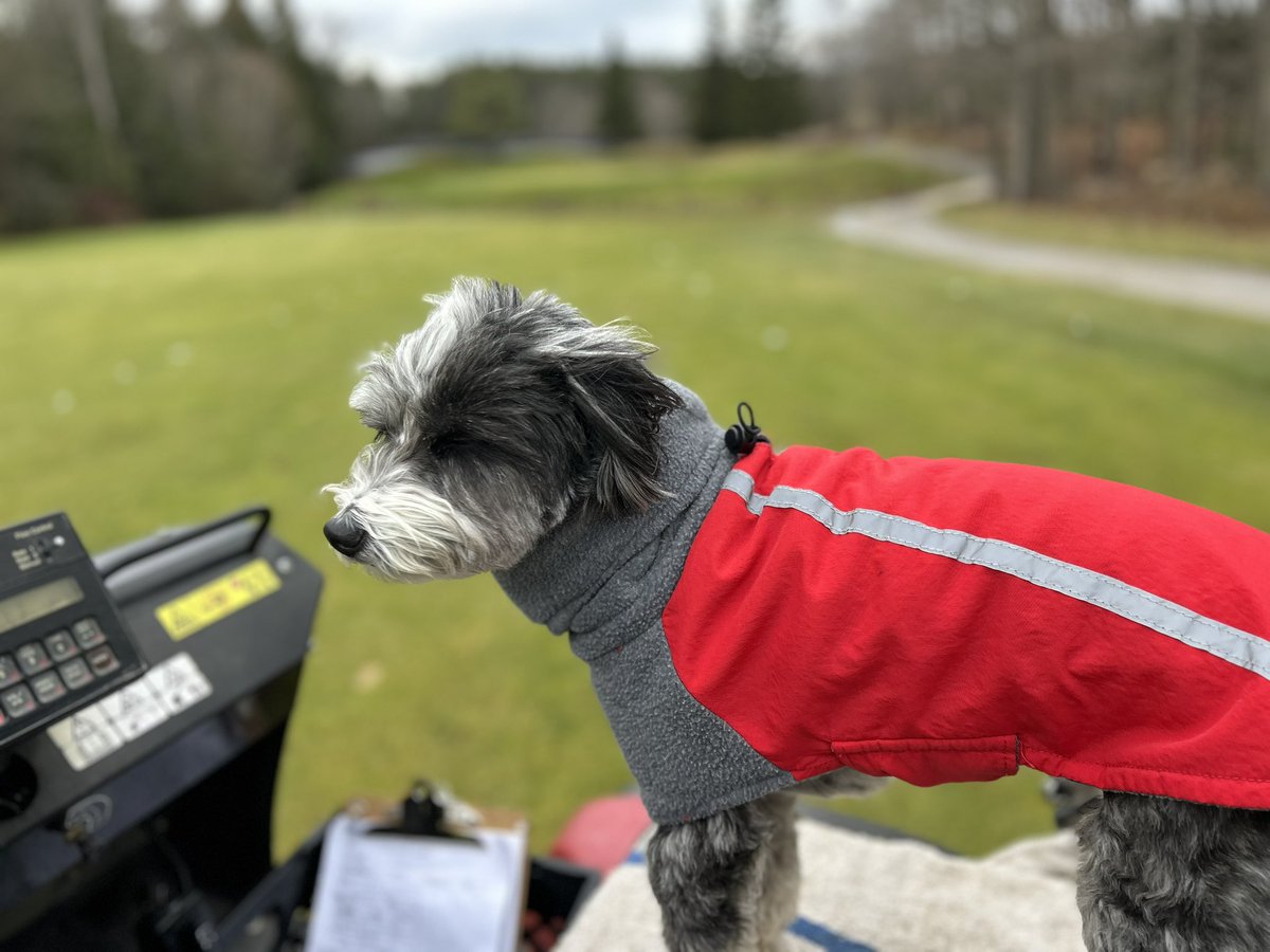 les8thomas's tweet image. Someone’s not happy I’m making her wear a coat 😏 makes it tougher chasing the squirrels @MillRunGC @DogsOfTurf