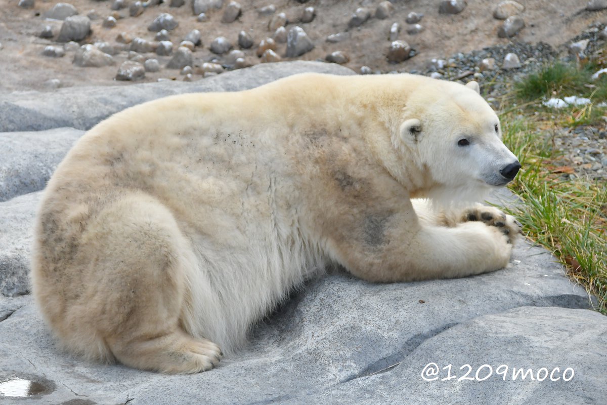 おはようございます😊 byリラ
（20251120 円山）

#ホッキョクグマ 
#polarbear 
#円山動物園 
#maruyamazoo