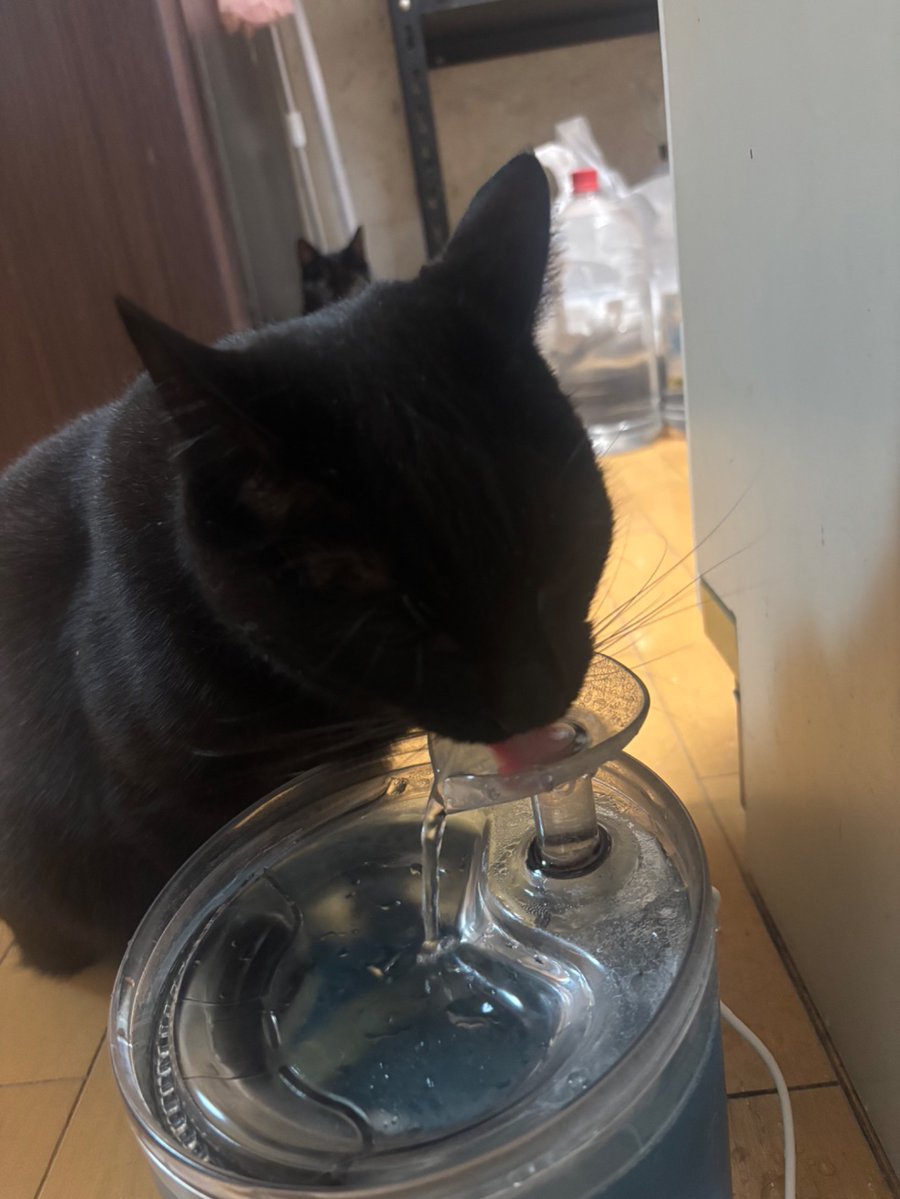 おはようございます😺 
(カイ&amp;トム) 

今日お笑いの三瓶はさんの49歳の誕生日だそうです🎂 
おめでとうございます🎉 

「おはよう」のひとことをキッカケに交流をはじめませんか🌞　

#おはポス #ねこいじり #保護猫