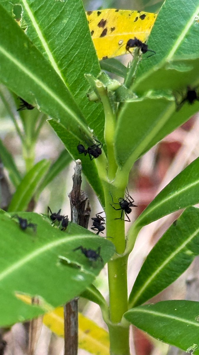 Paco Almeida tweet media