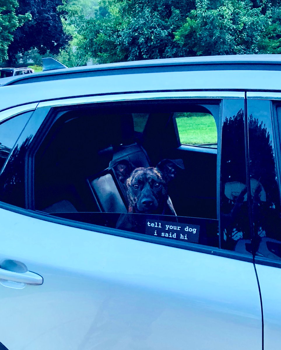 Ellie says hi. <a href="/dog_rates/">WeRateDogs</a>