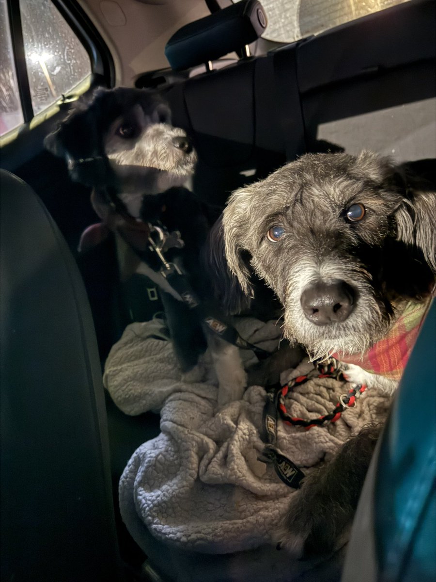 Henson and Wanda want to remind you FULL GEAR IS TONIGHT! 

allelitewrestling.com/aewonppv