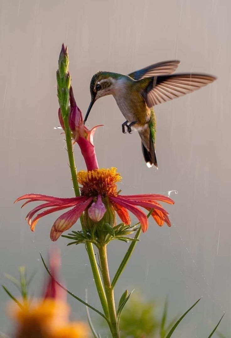 JardinBB tweet media