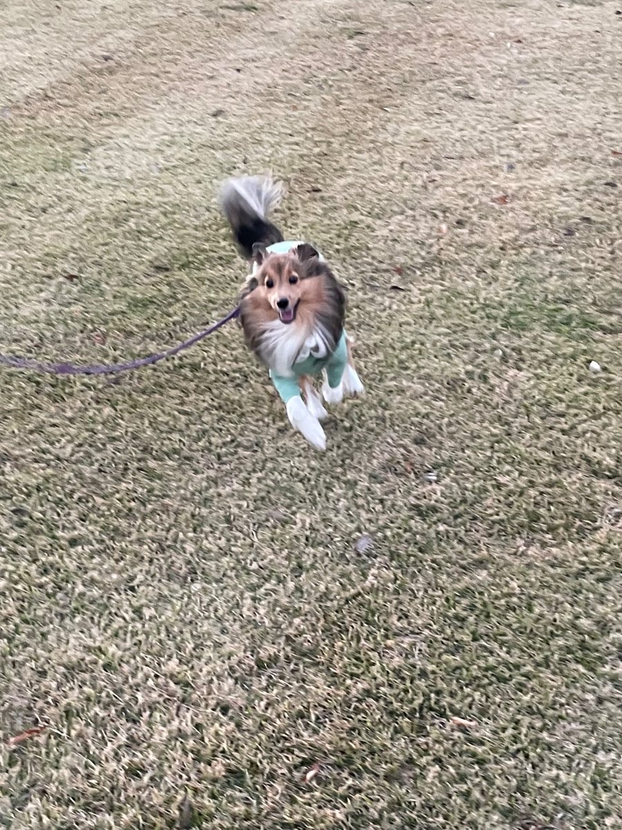 ℝ𝕒𝕞𝕔𝕙𝕒𝕟 (@ramchanthedog) / Posts / X